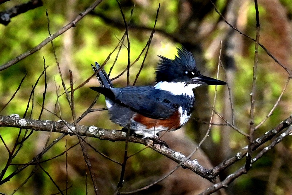 Kingfisher