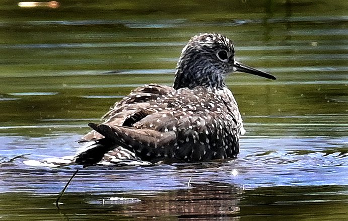 Sandpiper