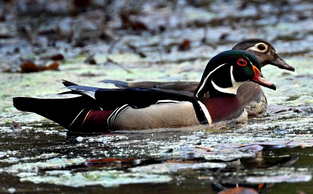 Wood Ducks