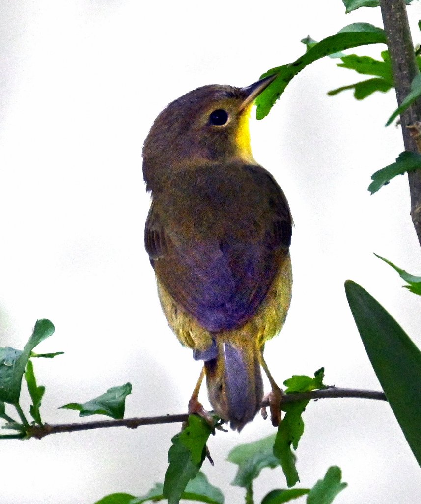 Northern Parula