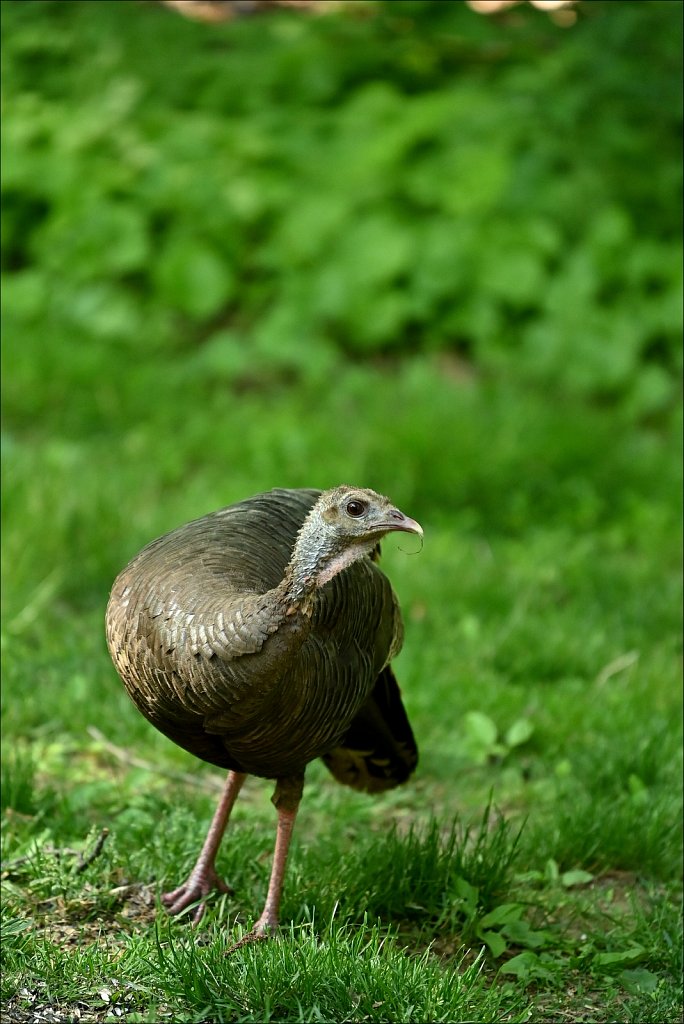 Wild Turkey (Hen)