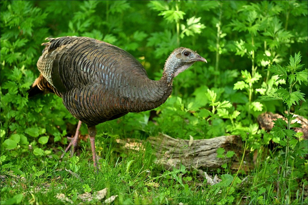 Wild Turkey (Hen)