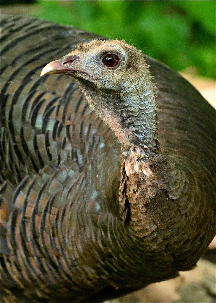 Wild Turkey (Hen)