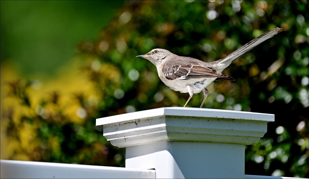 Mocking Bird at The Frelinghuysen Arboretum 