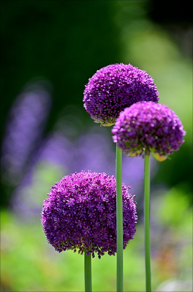 The Frelinghuysen Arboretum 