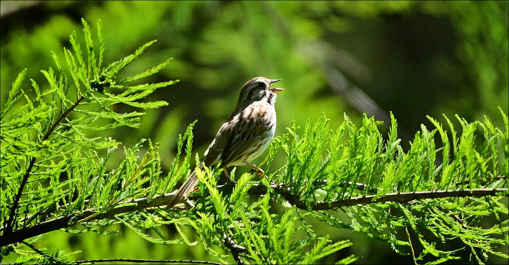 Song Sparrow The Frelinghuysen Arboretum  
