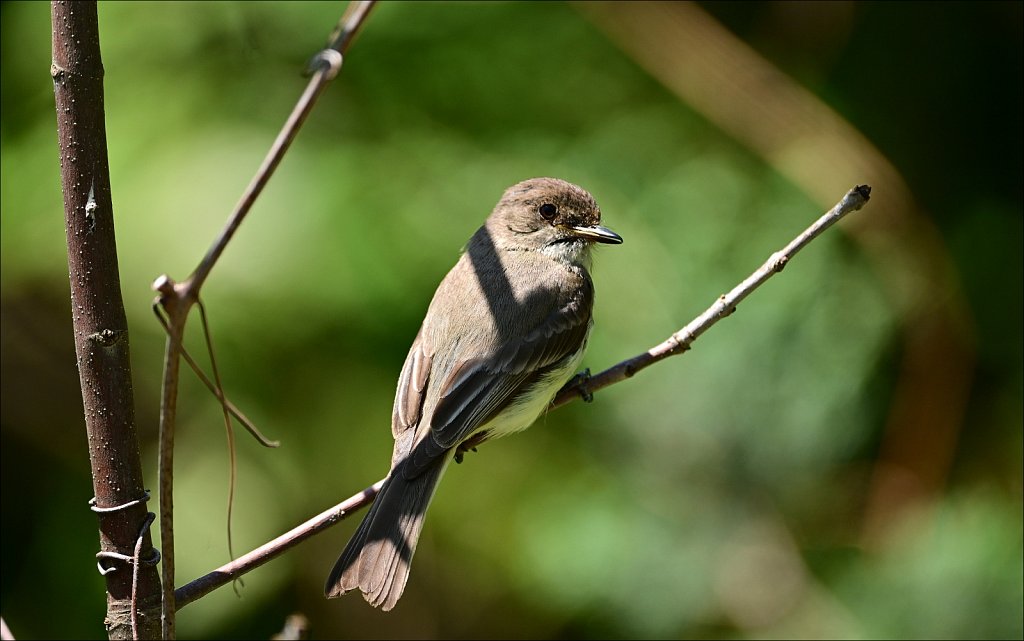 Eastern Phoebe at The Frelinghuysen Arboretum 