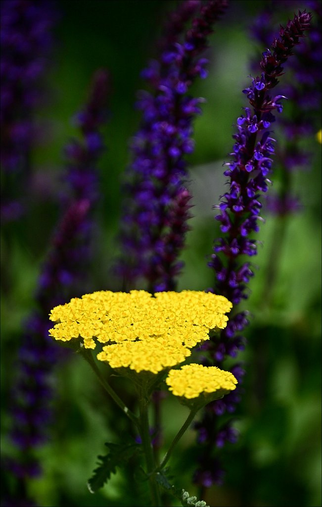 The Frelinghuysen Arboretum 