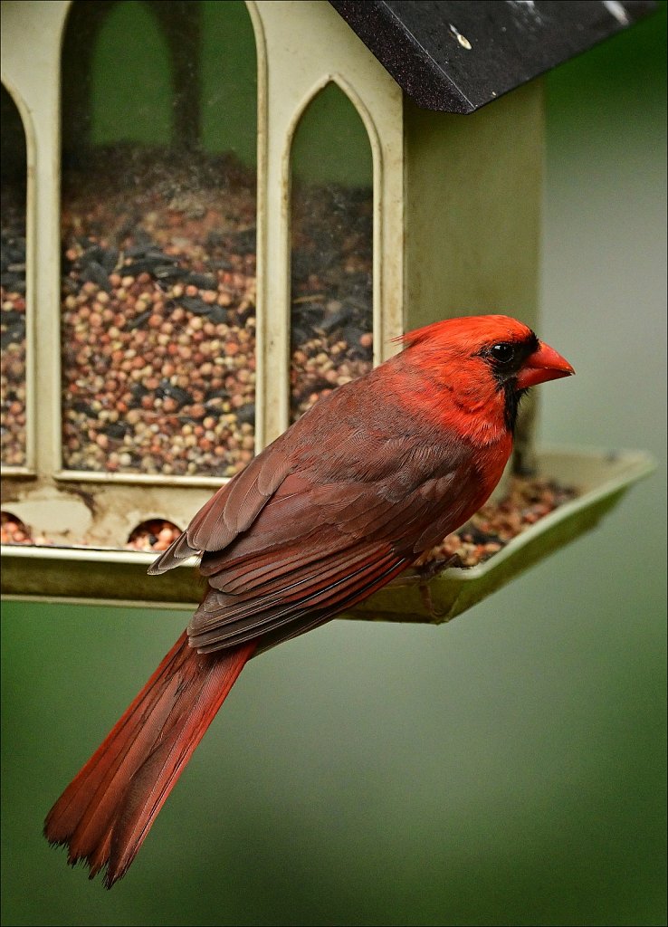 Northern Cardinal 