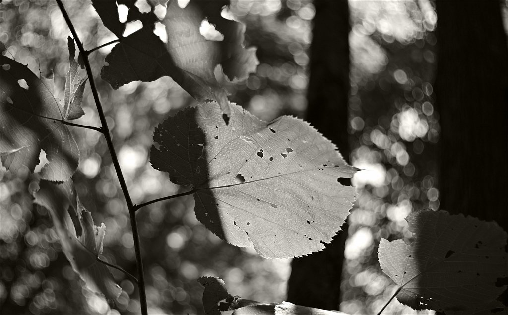 Stephen State Park