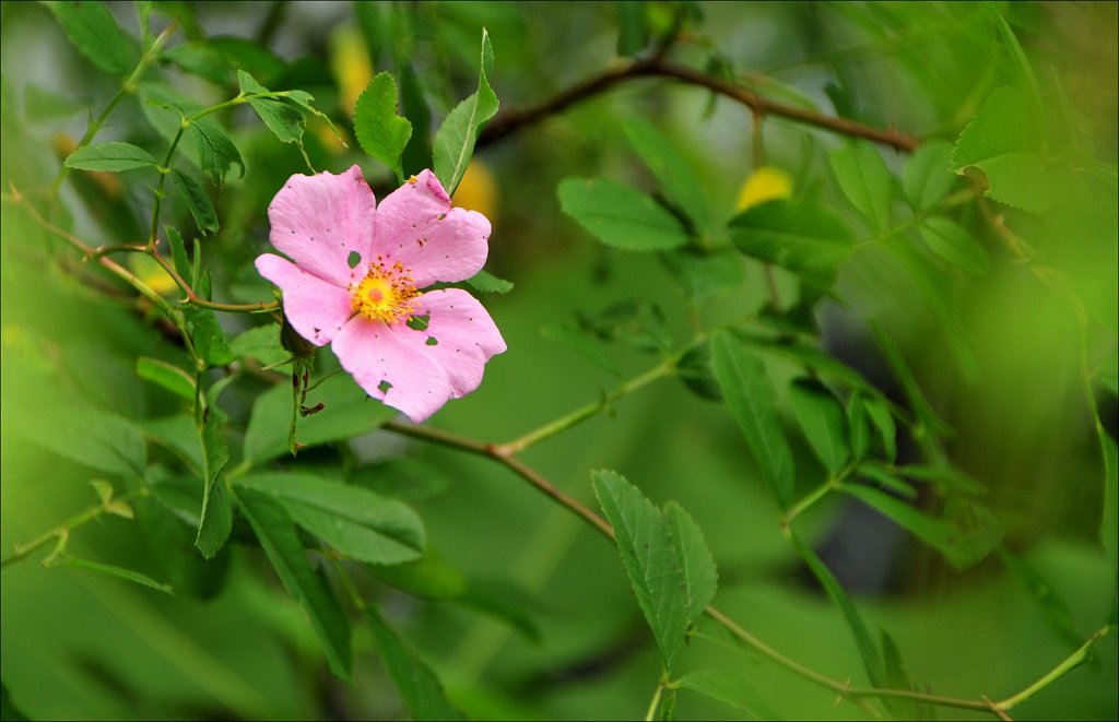 Sussex Branch Trail