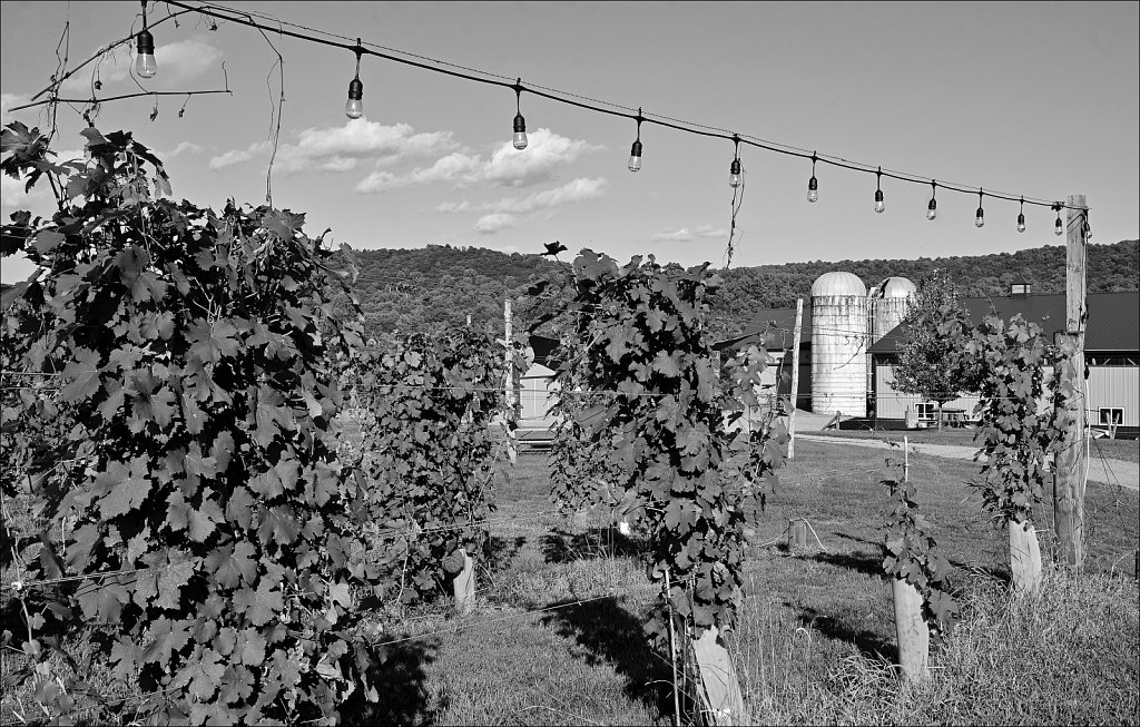 Little Ridge Vineyards