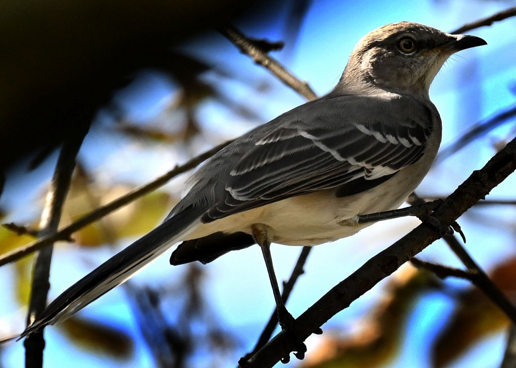 Mocking Bird