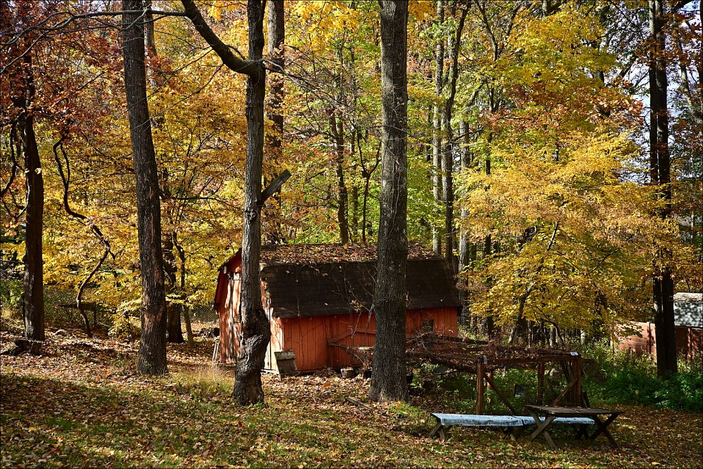 Backyard Color