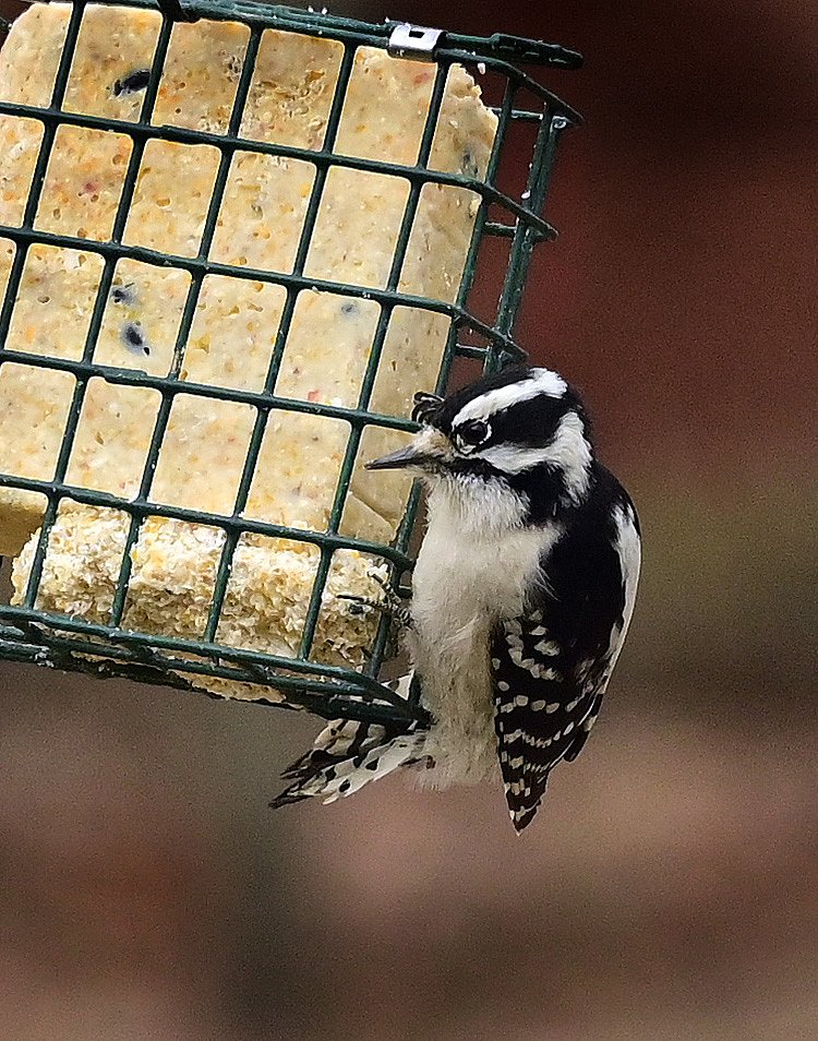 Downy Woodpecker 