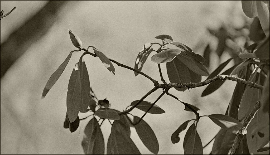 Rhododendron In Winter