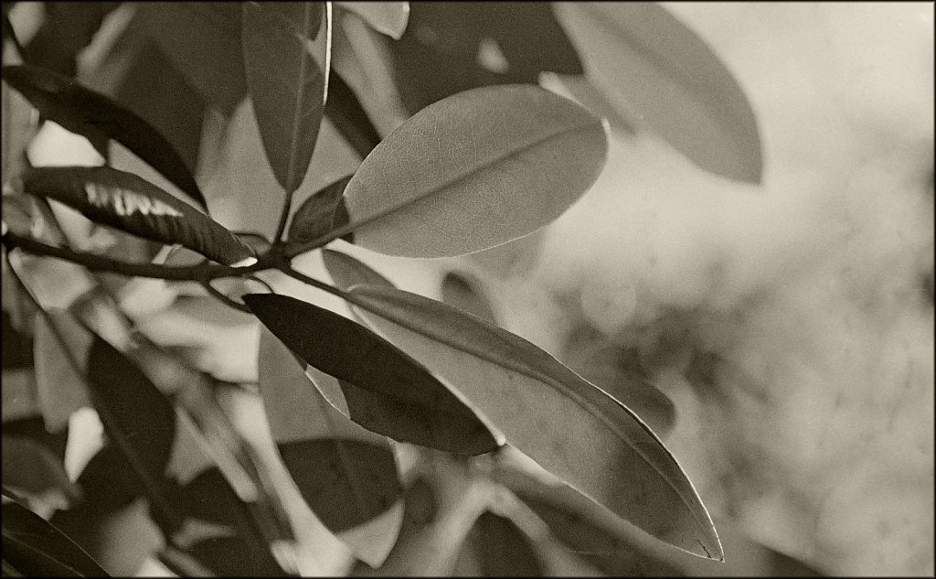 Rhododendron In Winter