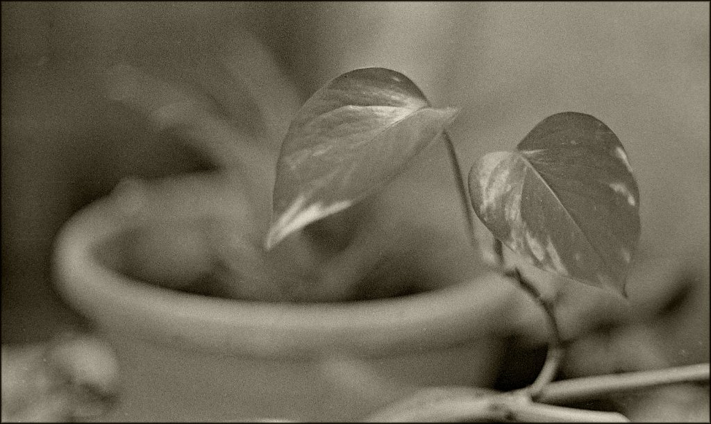 Testing Minolta XK (2nd Body) 