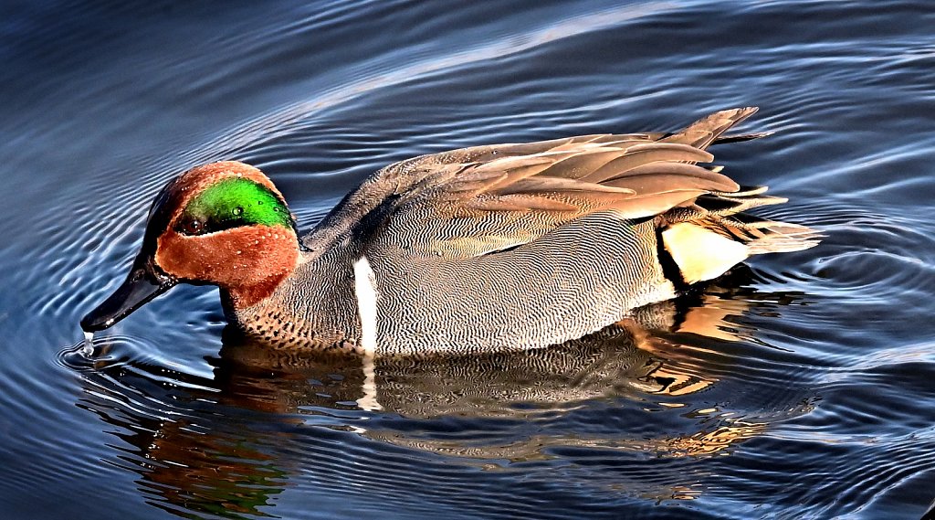 Green-winged Teal 