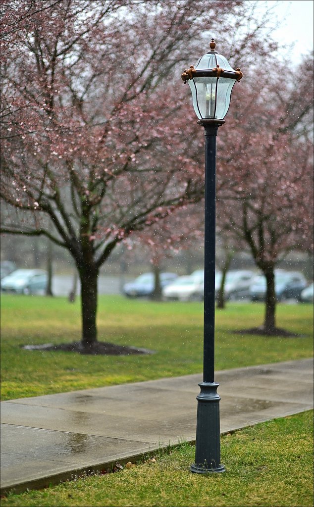 Early Buds