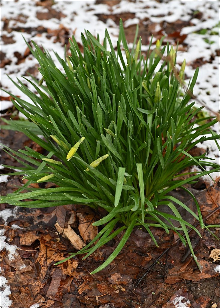 April Snow