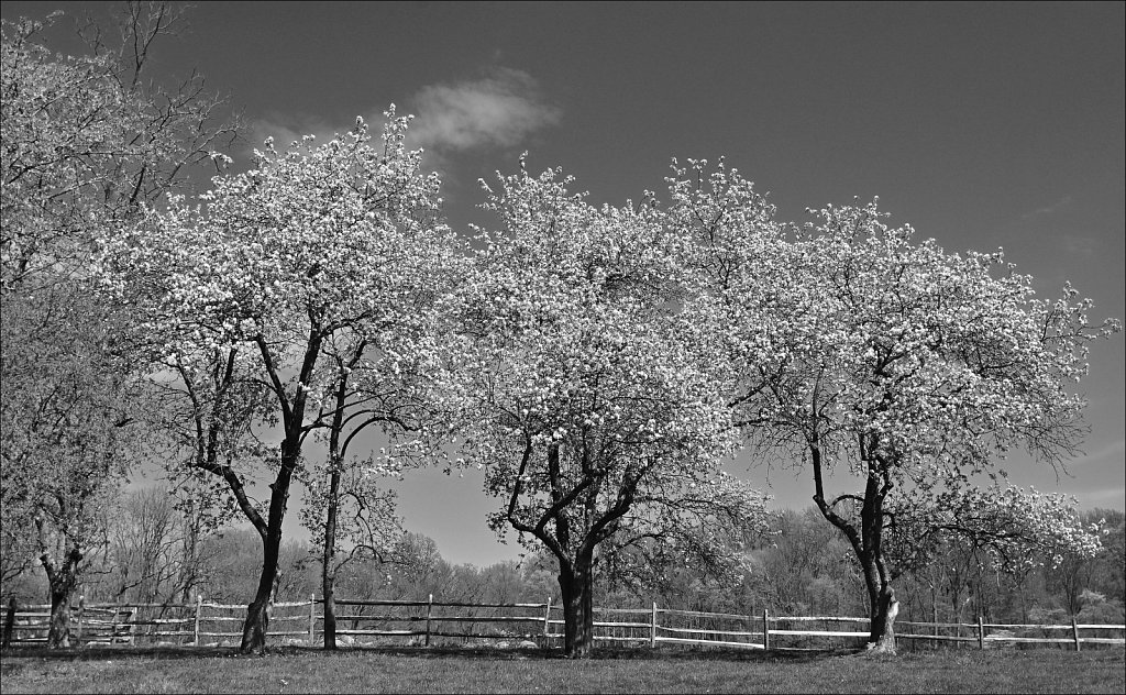 Jockey Hollow