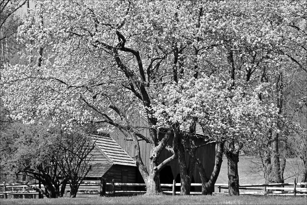 Jockey Hollow