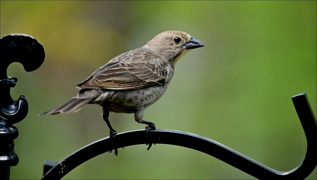 Cowbird