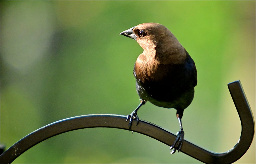 Cowbird