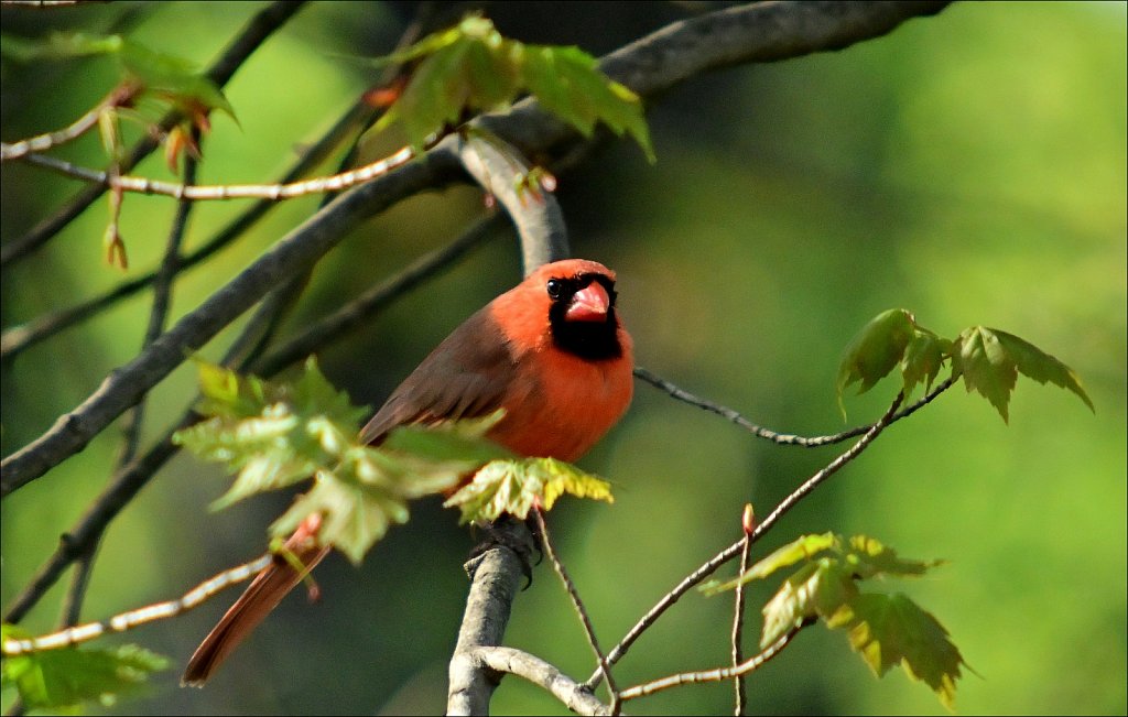 Cardinal