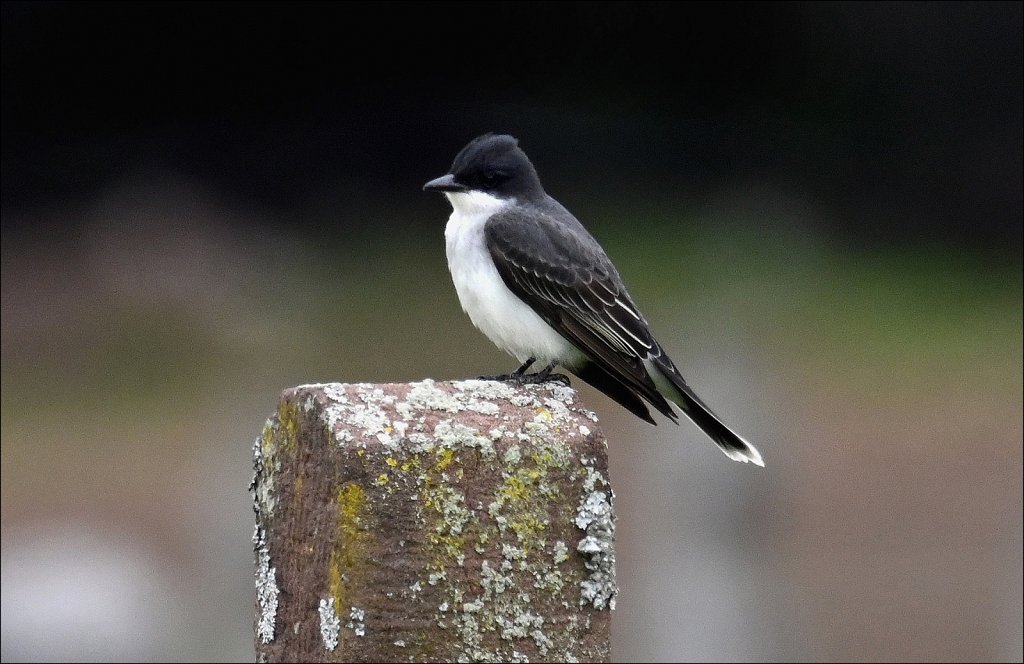 Eastern kingbird