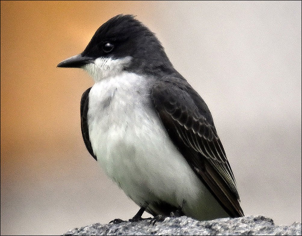 Eastern kingbird