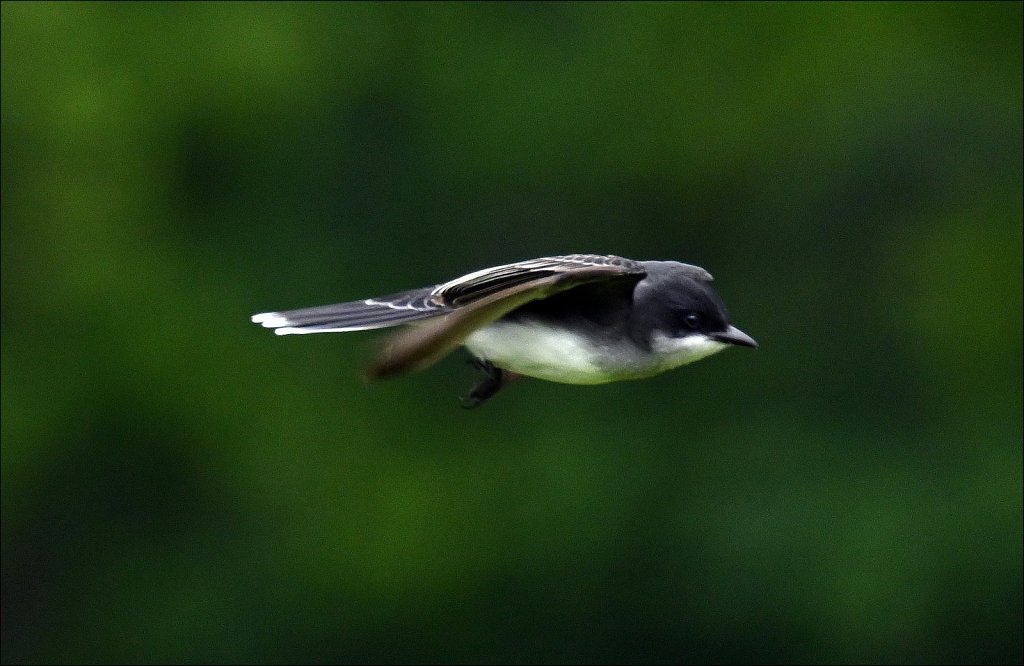 Eastern kingbird