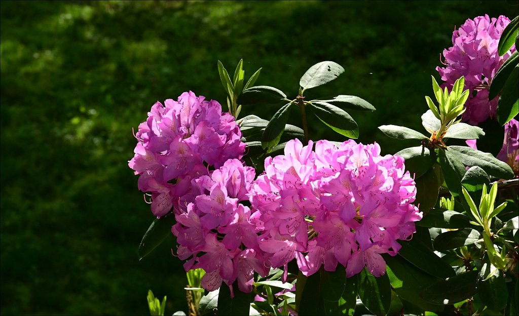 Rhododendron 