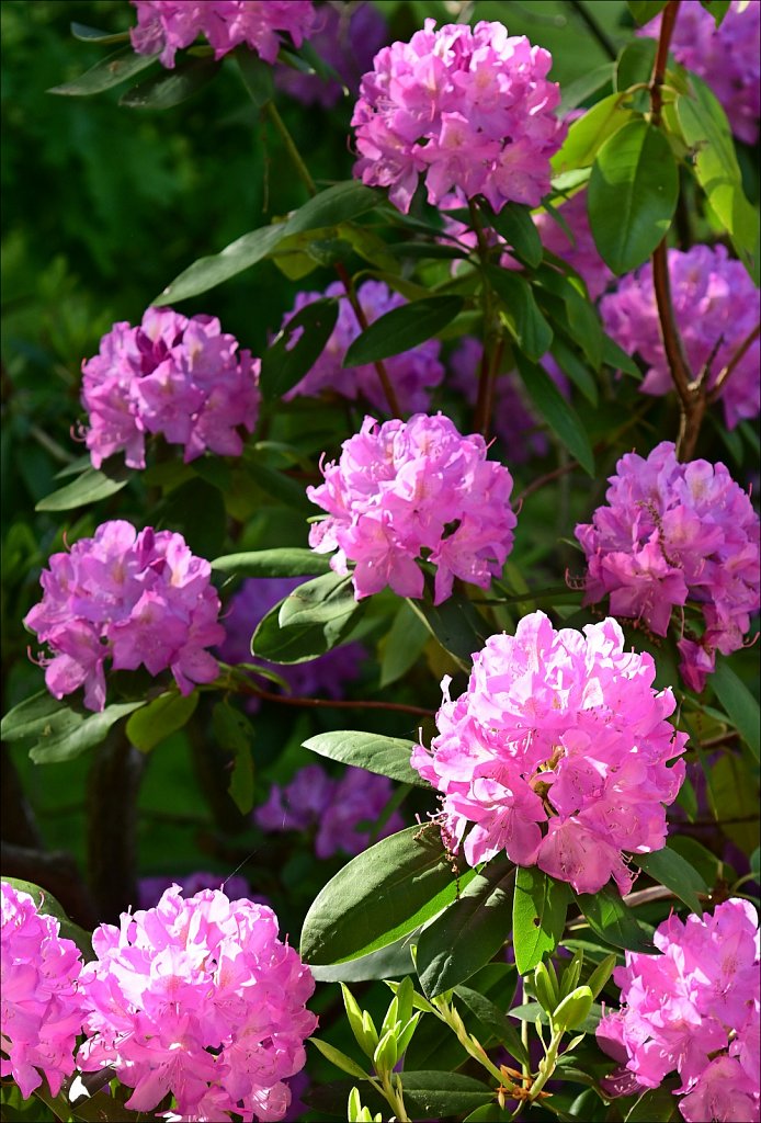Rhododendron 