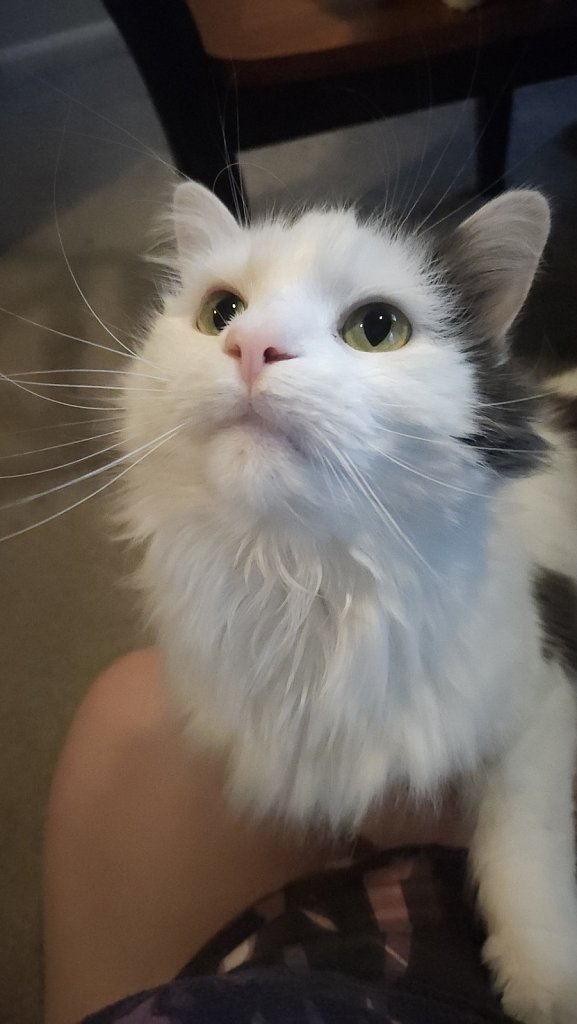 Card 12 "Someone Under The Age of 12" 