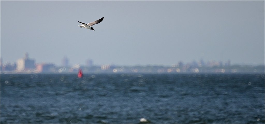 Sandy Hook & Atlantic Highlands