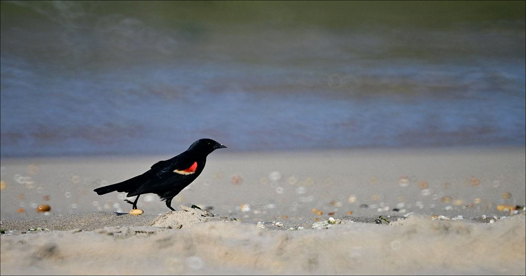 Sandy Hook & Atlantic Highlands