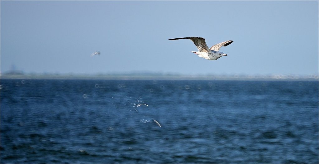 Sandy Hook & Atlantic Highlands