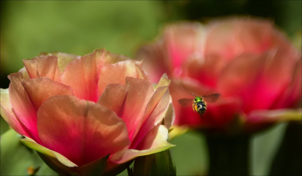 The Frelinghuysen Arboretum 