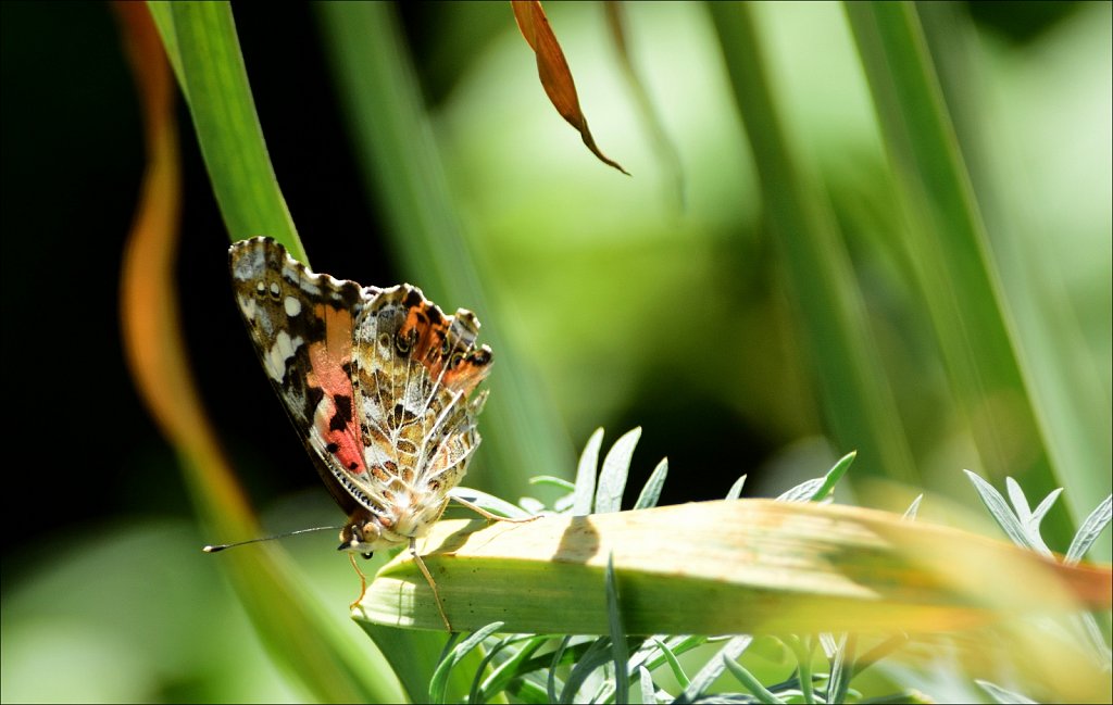 Painted Lady 