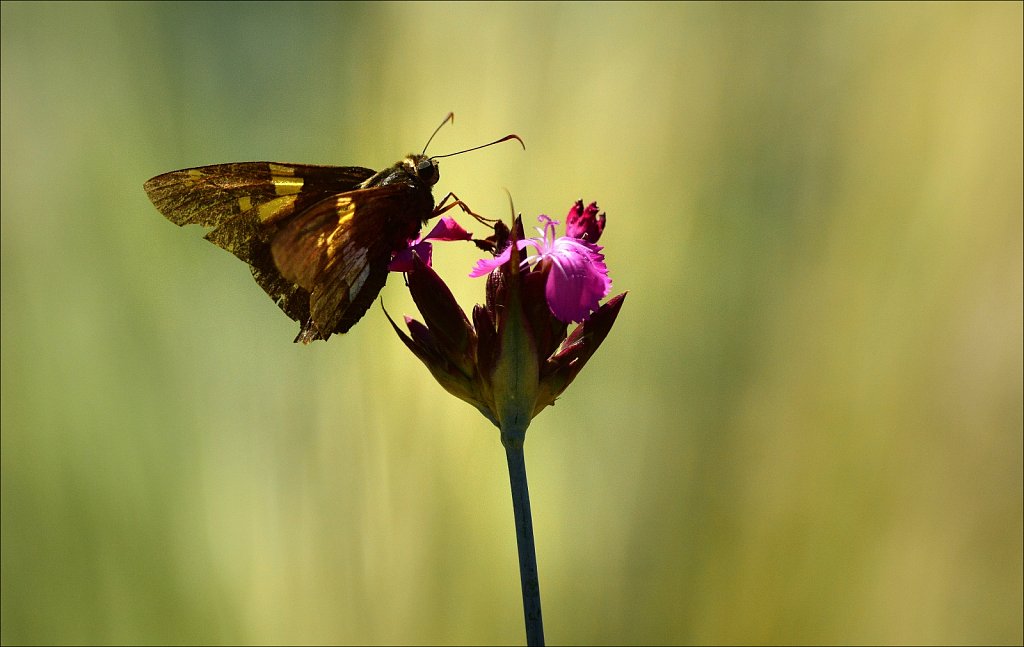 Silver-spotted Skipper 