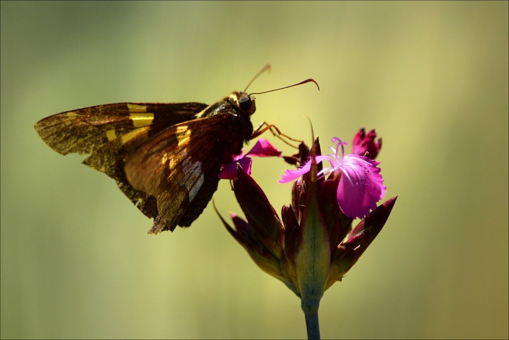 Silver-spotted Skipper 