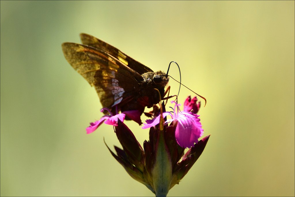 Silver-spotted Skipper 