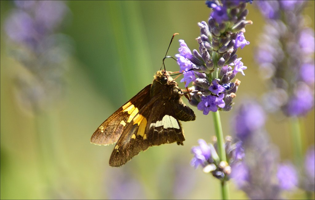 Silver-spotted Skipper 