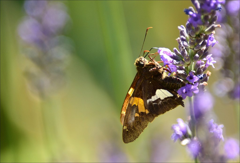 Silver-spotted Skipper 