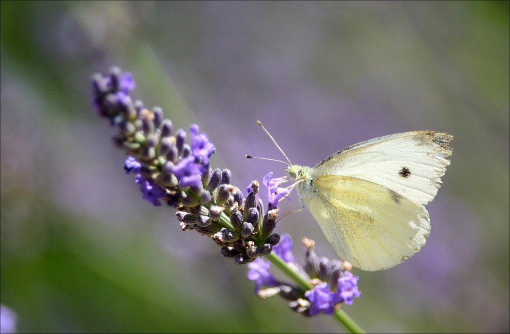 Cabbage White Butterfly 