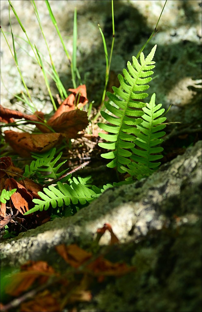MAHLON DICKERSON RESERVATION 