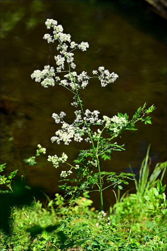 MAHLON DICKERSON RESERVATION 