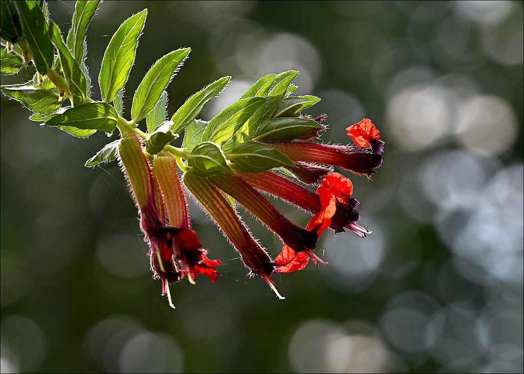 Card 23 "Bokeh" 